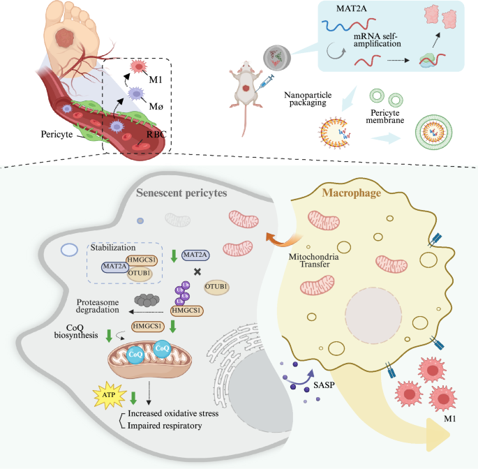 Fig. 9: A proposed model of the moonlighting function of MAT2A in wound healing.