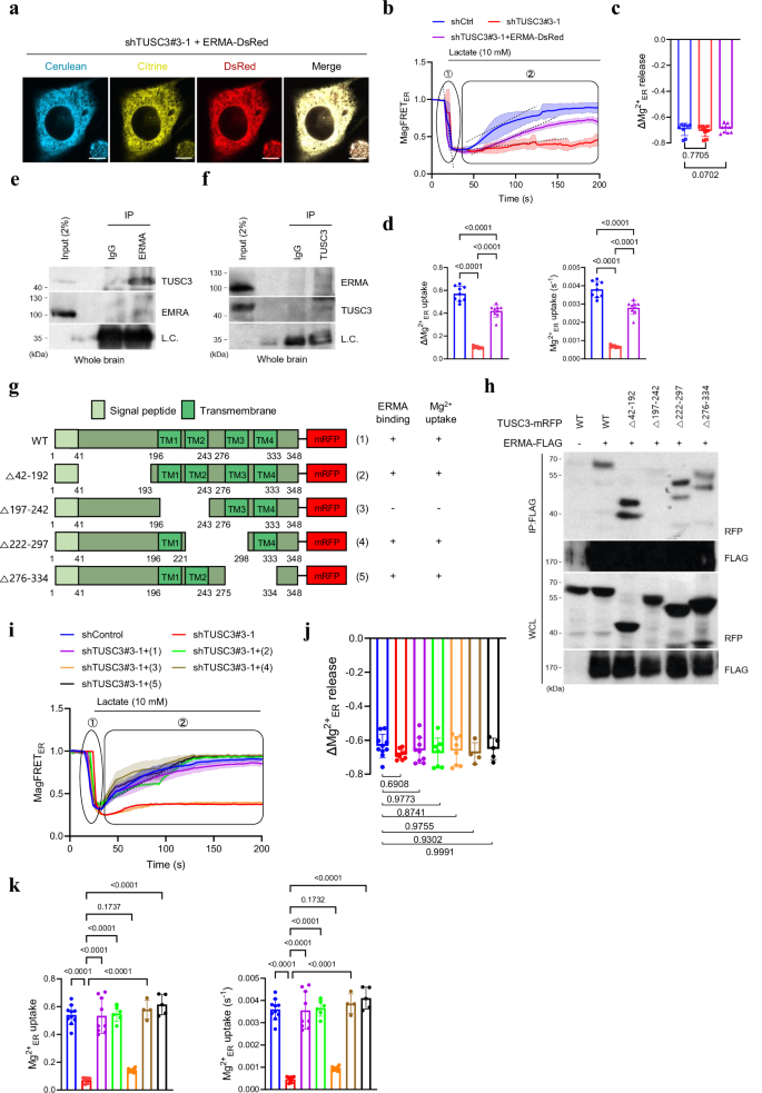 Fig. 2: TUSC3 regulates ER Mg²⁺ uptake by interacting with ERMA.