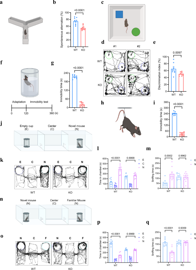 Fig. 4: TUSC3 KO mice exhibit intellectual disability phenotypes.
