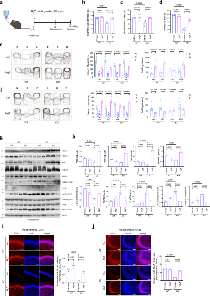 Fig. 6: Magnesium supplementation prevents the progression of TUSC3-induced intellectual disability phenotypes before symptoms manifest.