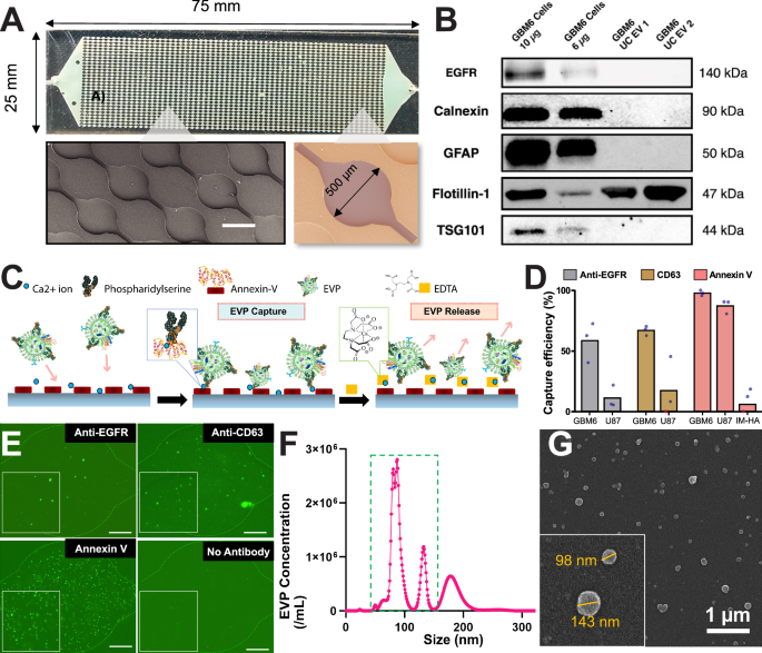Fig. 1: Design and validation of GlioExoChip using EVPs from GBM cell lines.