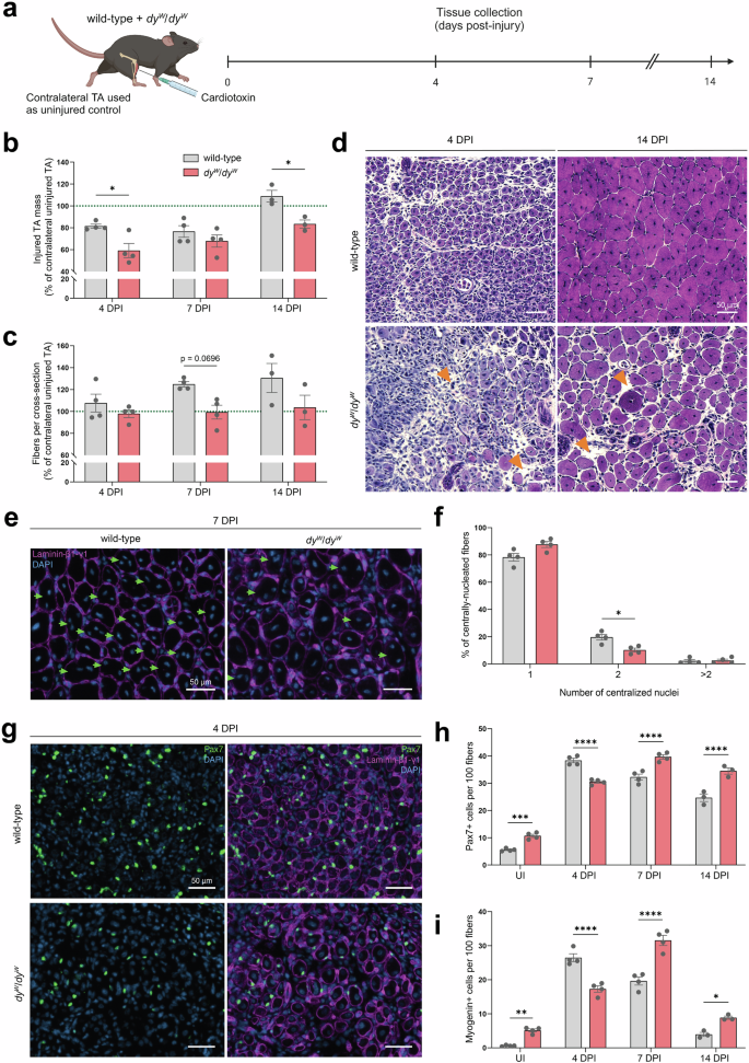 Fig. 2: Impaired muscle regeneration in mouse models for LAMA2 MD.