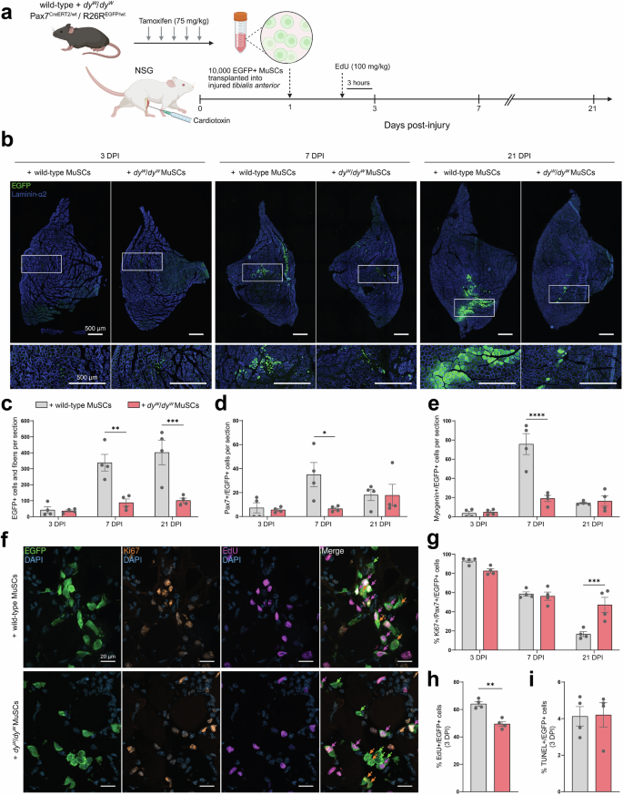 Fig. 4: Proliferative defects hinder the contribution of 
                        $$d{y}^{W}/d{y}^{W}$$
                        
                          d
                          
                            
                              y
                            
                            
                              W
                            
                          
                          /
                          d
                          
                            
                              y
                            
                            
                              W
                            
                          
                        
                       MuSCs to tissue remodeling post-transplantation.