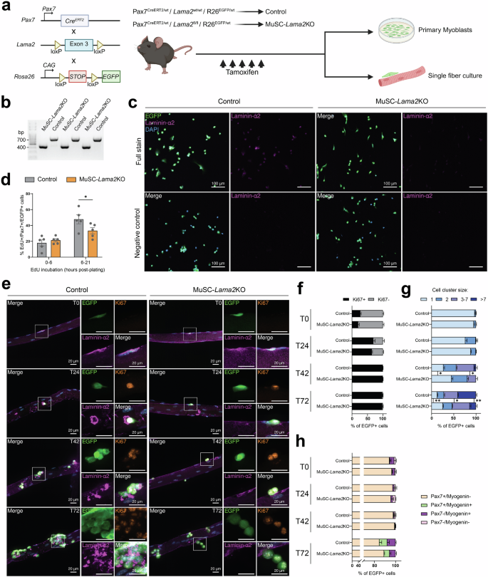 Fig. 5: MuSC-specific Lama2 knockout slows MuSC proliferation ex vivo.