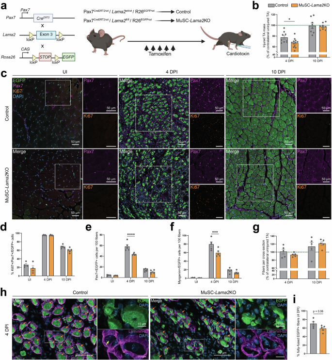 Fig. 6: MuSC-specific Lama2 knockout delays regeneration.