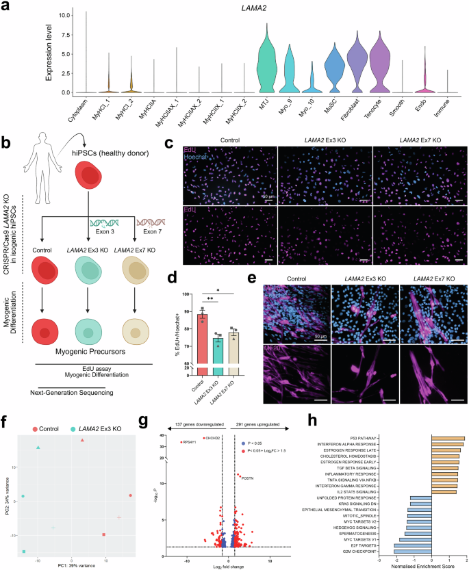 Fig. 7: LAMA2 knockouts impair the proliferation of hiPSC-derived myogenic precursor cells.