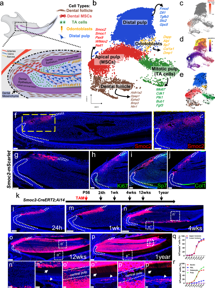 Fig. 1: Smoc2+ cells are mesenchymal stem cells for adult mouse incisor mesenchyme.