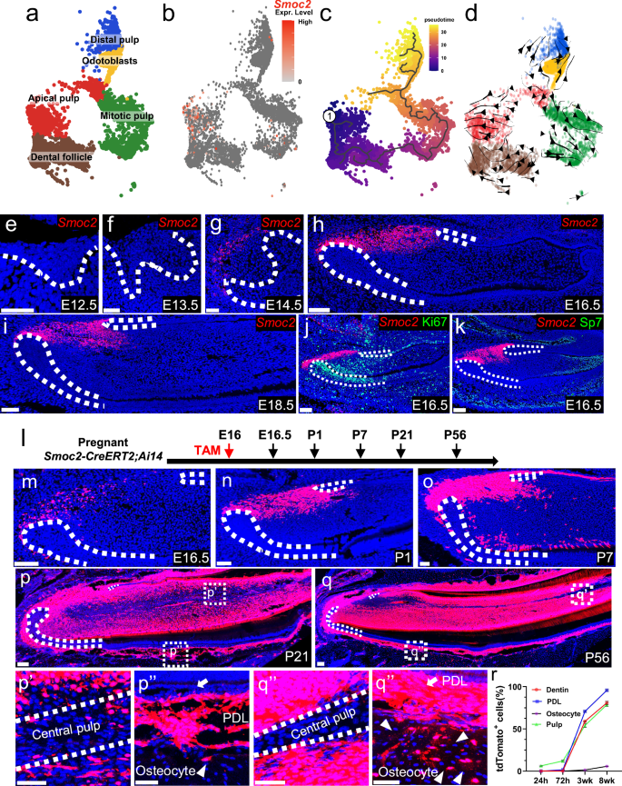 Fig. 2: Smoc2+ cells are mesenchymal stem cells of mouse incisor mesenchyme at E16.5.