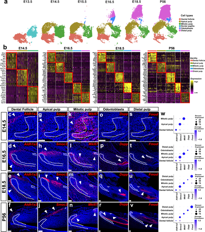Fig. 3: The lineage hierarchy of incisor mesenchyme is established between E14.5 and E16.5.