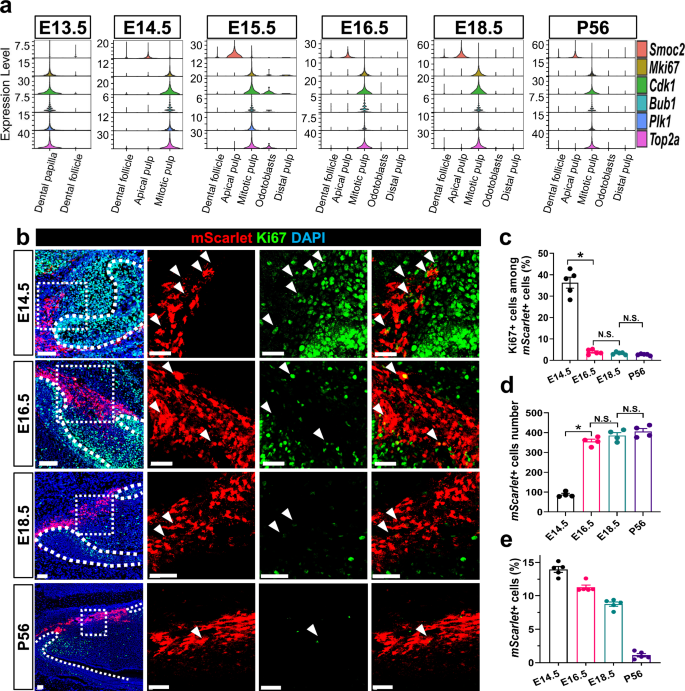 Fig. 4: The quiescence of incisor mesenchymal stem cells is established between E14.5 and E16.5.