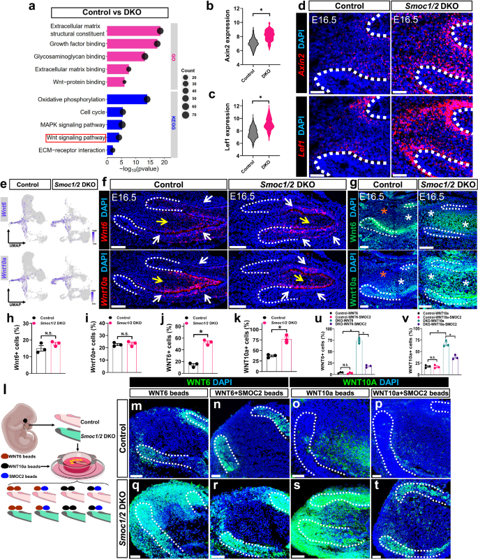 Fig. 6: SMOC1/2 are critical for WNT ligand trafficking and prevent canonical WNT ligands from accessing mesenchymal stem cells.
