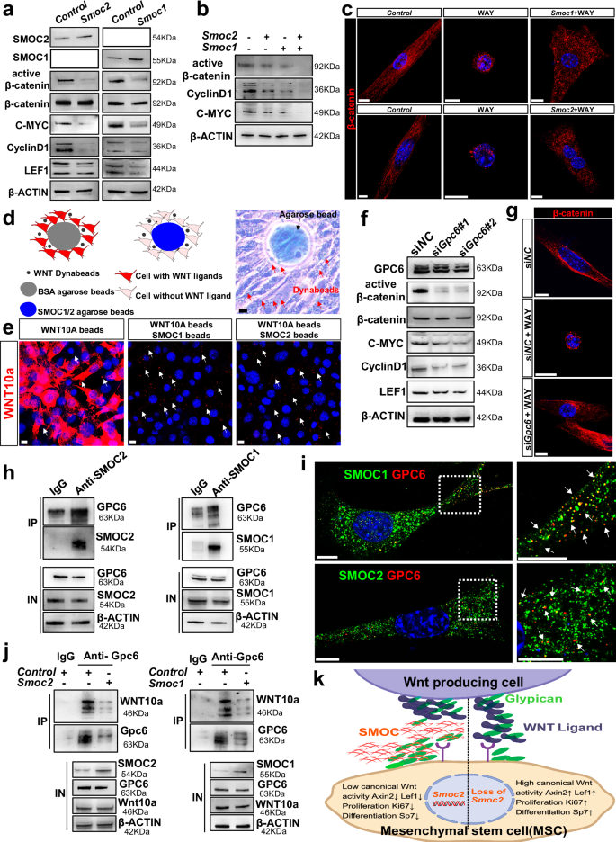 Fig. 7: SMOC1/2 inhibit canonical Wnt activity by competitive binding to trafficking protein Gpc6.