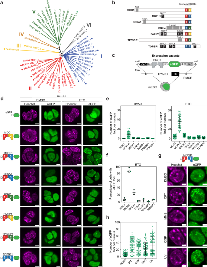 Fig. 1: Generation and selection of engineered DNA damage sensors specific for γH2AX.