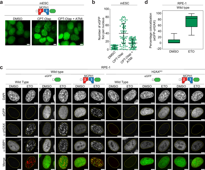 Fig. 2: Specific affinity of the tandem BRCT domain of MCPH1 for γH2AX.