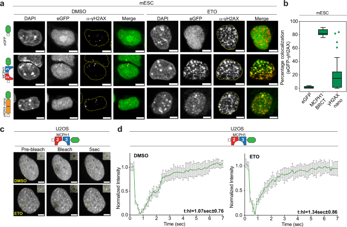 Fig. 3: The dynamic association of MCPH1-BRCT eCR to damaged chromatin.