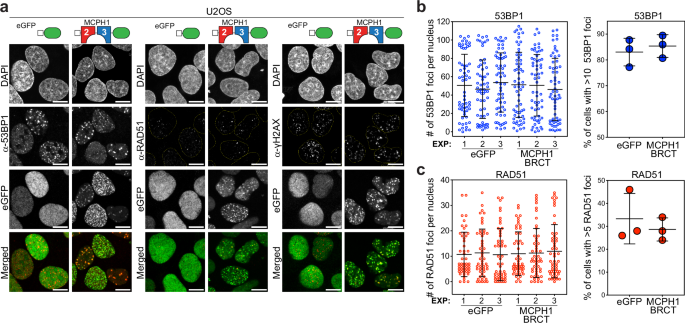 Fig. 4: Expression of MCPH1-BRCT-eGFP is compatible with endogenous DSB formation in living cells.