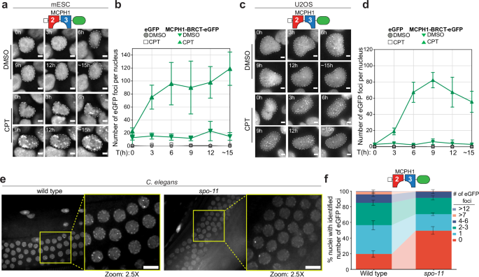 Fig. 5: MCPH1-BRCT-eGFP is dynamically recruited to γH2AX sites and tracks DNA damage kinetics in living cells and animals.