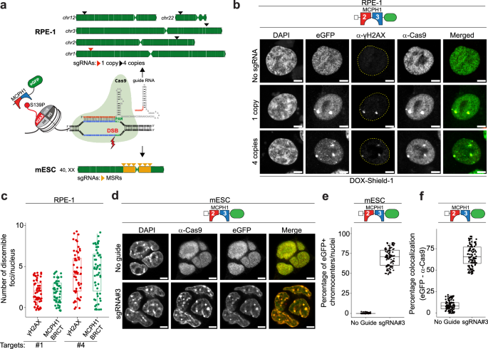 Fig. 6: Recruitment of MCPH1-BRCT-eCR to Cas9-driven DSBs at major satellite repeats.