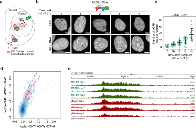 Fig. 7: MCPH1-BRCT-eCR allows visualization and genome-wide detection of targeted DNA damage sites.