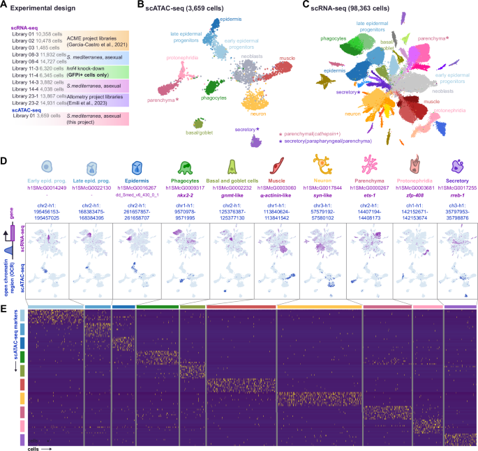 Fig. 1: An integrated atlas of planarian differentiated cells.