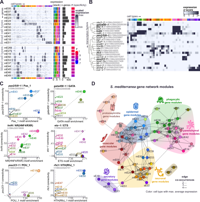 Fig. 2: The transcriptomic landscape of planarian stem and differentiated cells.