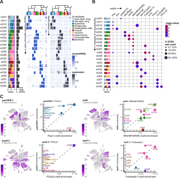 Fig. 3: Chromatin dynamics of pluripotent and differentiated planarian cells.