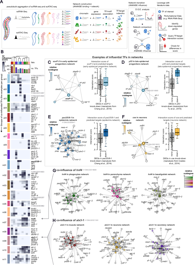 Fig. 4: TF/target gene regulatory networks of planarian cell differentiation.