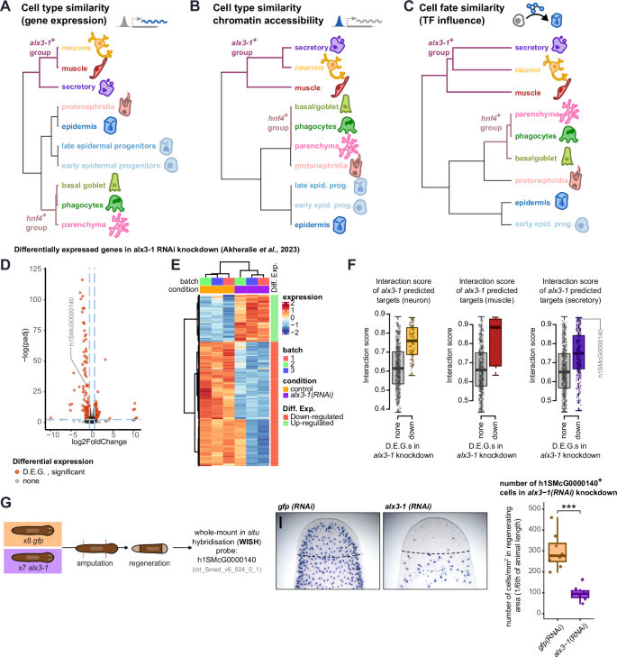 Fig. 5: A common regulatory logic that groups planarian cell types.