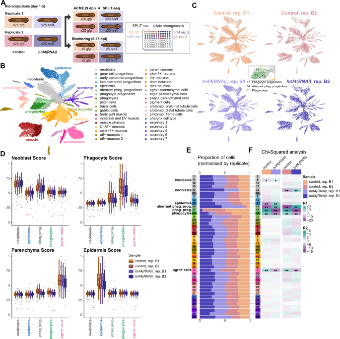 Fig. 6: Multiplex single-cell analysis of hnf4 knock-down cells.
