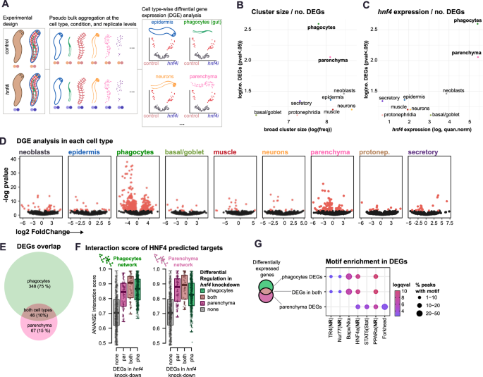 Fig. 7: Differential gene expression of hnf4i knock-down in different cell types.
