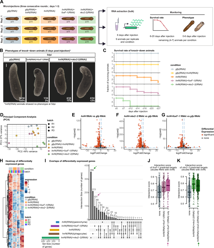 Fig. 8: Gene knockdown elucidates the regulatory logic of phagocytes and parenchymal cells.