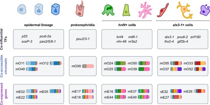 Fig. 9: Two supergroups of planarian differentiated cell types with a common regulatory logic.
