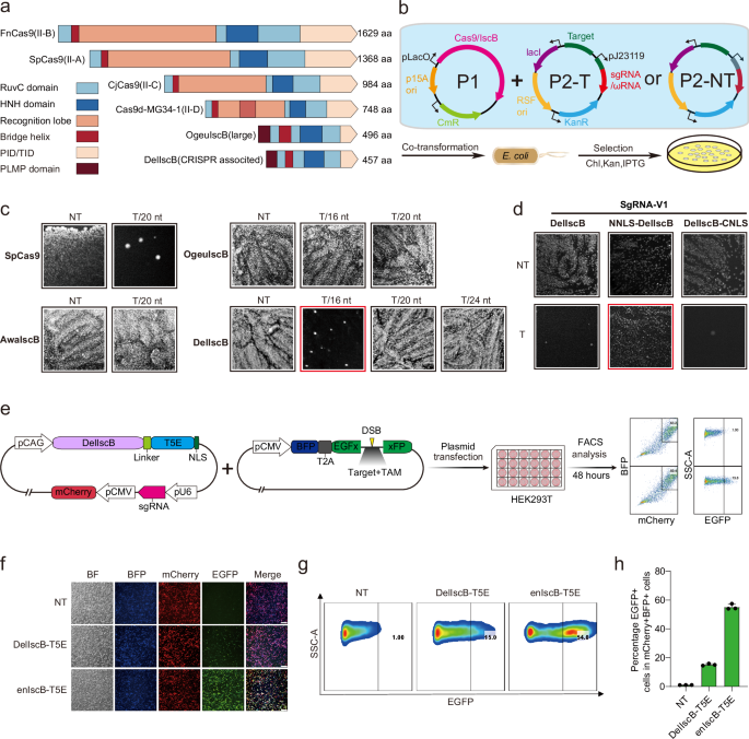 Fig. 1: Characterization of the activity of DelIscB in E. coli and HEK293T cells.