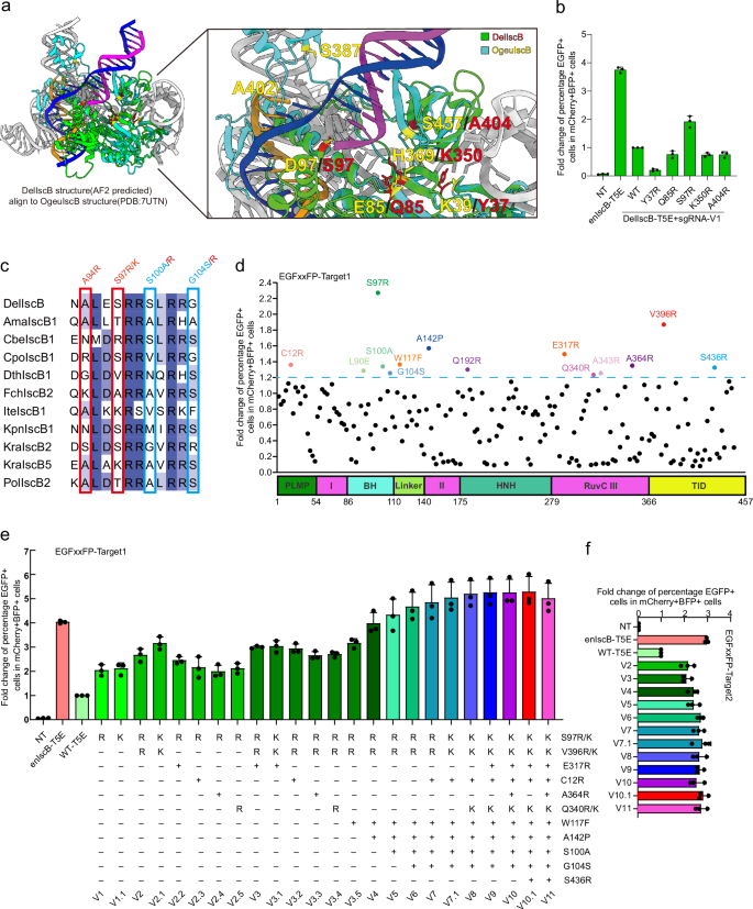 Fig. 2: Engineering the DelIscB protein to improve editing efficiency in mammalian cells.