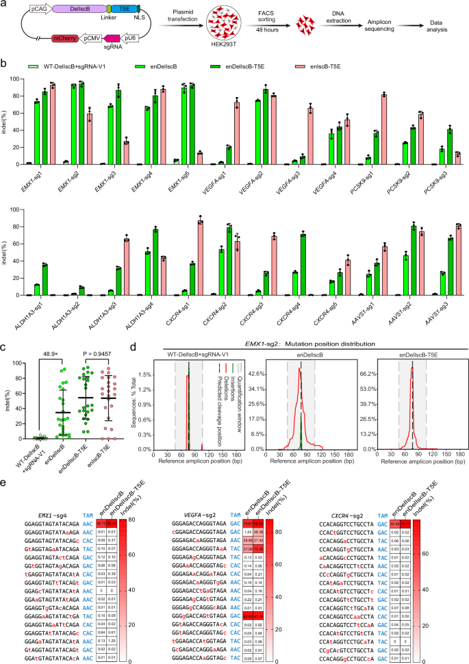 Fig. 4: Evaluating the genome editing efficiency and precision of enDelIscB and enDelIscB-T5E.
