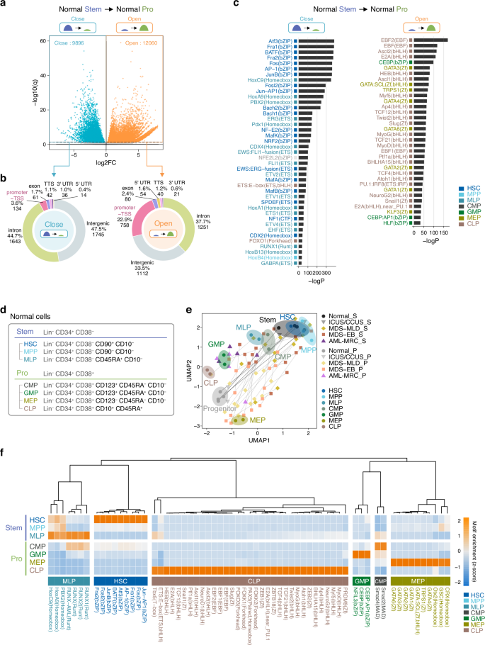 Fig. 2: Chromatin accessibility in HSPCs during normal differentiation.