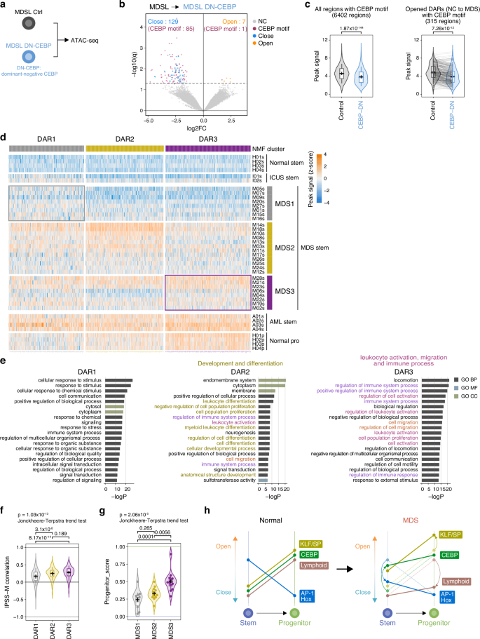 Fig. 7: CEBP family promotes myeloid reprogramming of MDS stem cells.