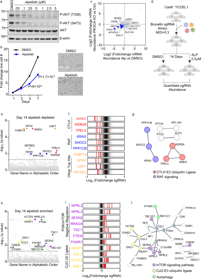 Fig. 1: EBVaGC human genome-wide CRISPR-Cas9 screen for knockouts synthetic lethal with PI3K antagonist alpelisib.
