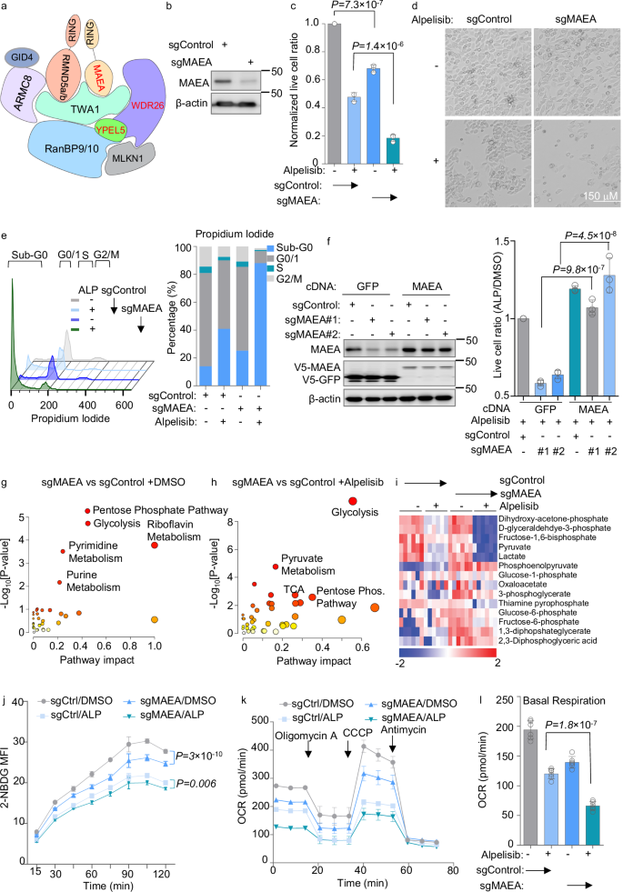 Fig. 2: Key CTLH E3 ubiquitin ligase roles in EBVaGC survival and metabolism regulation.