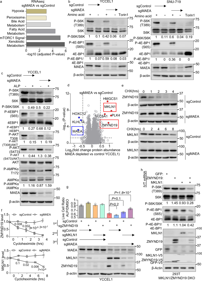 Fig. 3: CTLH substrates ZMYND19 and MKLN1 inhibit mTOR.