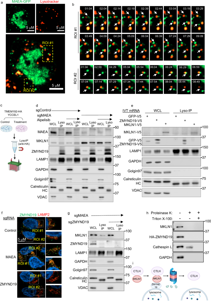Fig. 4: CTLH substrates ZMYND19 and MKLN1 associate with lysosomes upon CTLH inhibition.