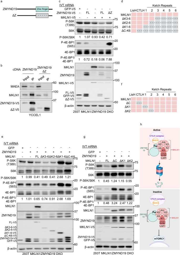 Fig. 5: Identification of ZMYND19 and MKLN1 domains important for mTOR inhibition.