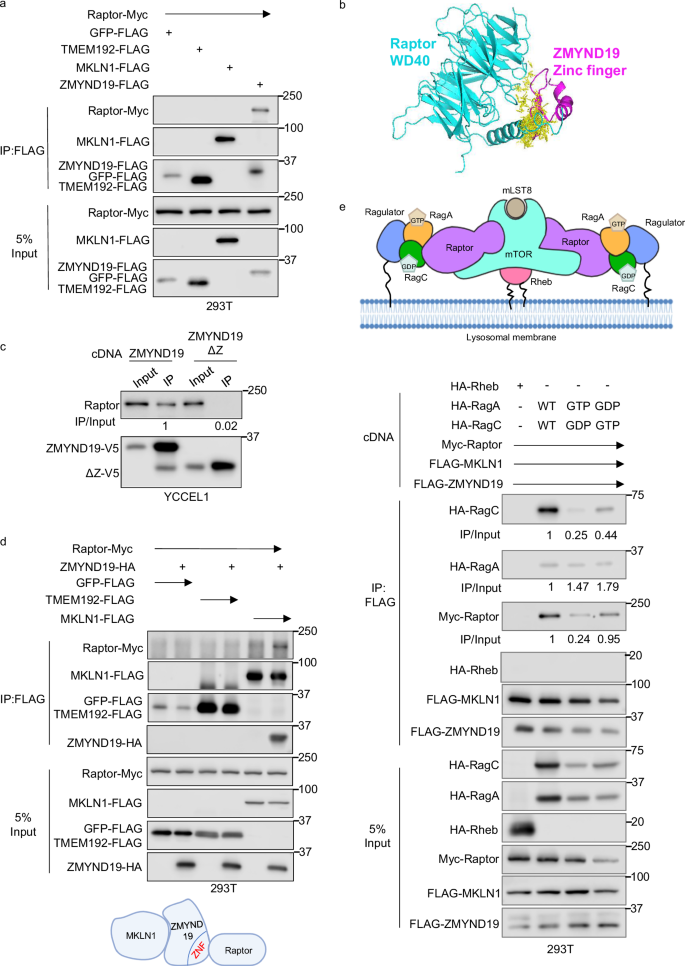 Fig. 6: Interaction of ZMYND19/MKLN1 and Raptor.