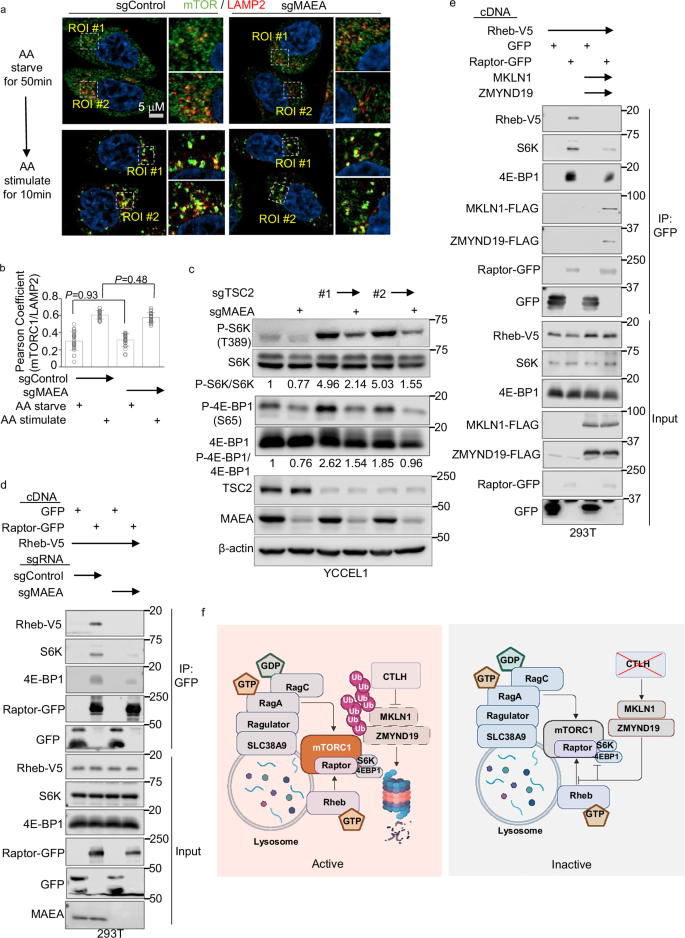 Fig. 7: ZMYND19 and MKLN1 block a late stage in mTORC1 activation, distal to lysosomal membrane recruitment.