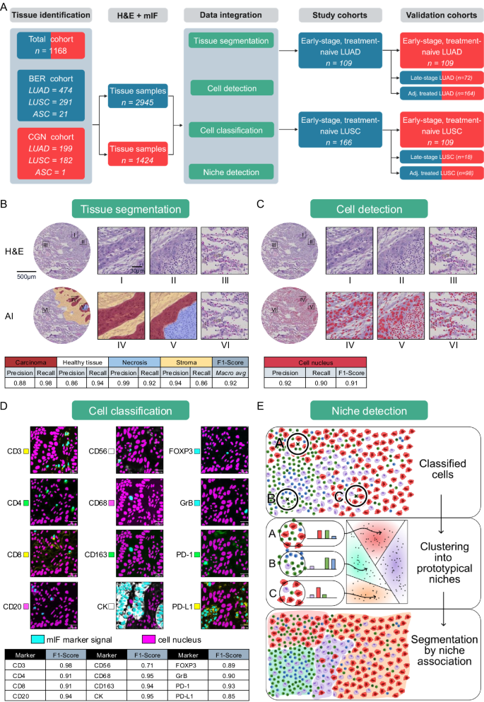 Fig. 1: Cohort description and cell phenomics analysis pipeline.