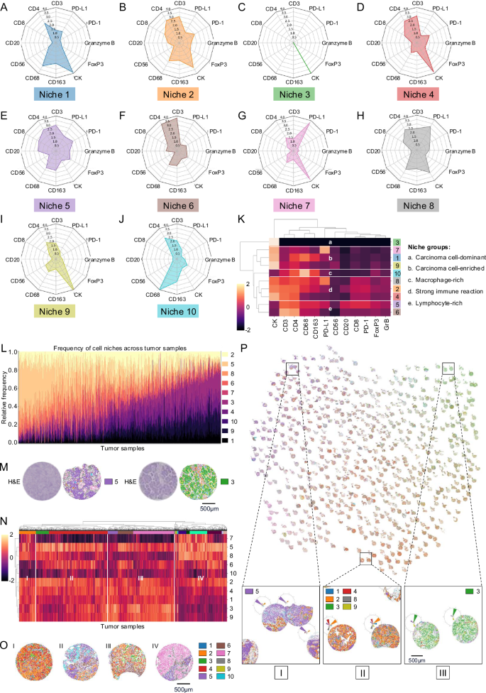 Fig. 3: Niche composition, distribution and patterns in LUAD.
