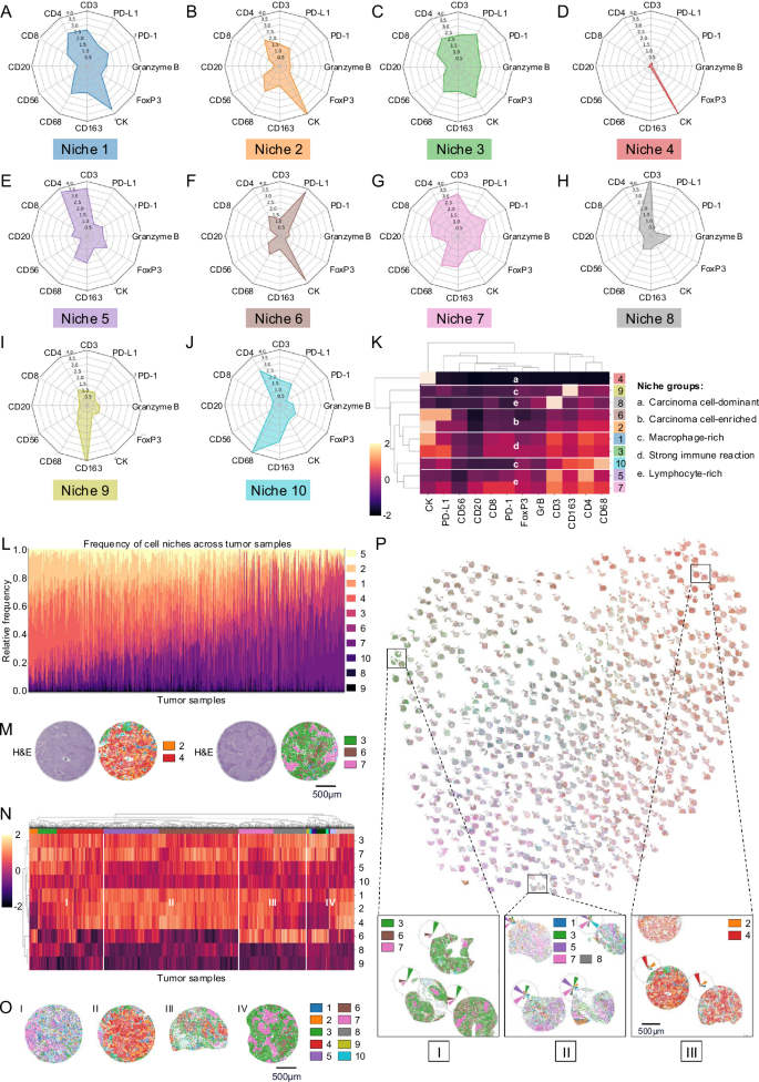 Fig. 4: Niche composition, distribution and patterns in LUSC.