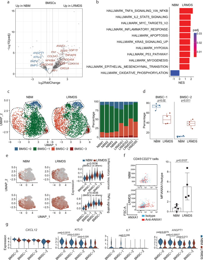 Fig. 2: Inflammatory remodeling and reduced expression of HSPC supportive factors in bone marrow stromal cells in human LR-MDS.