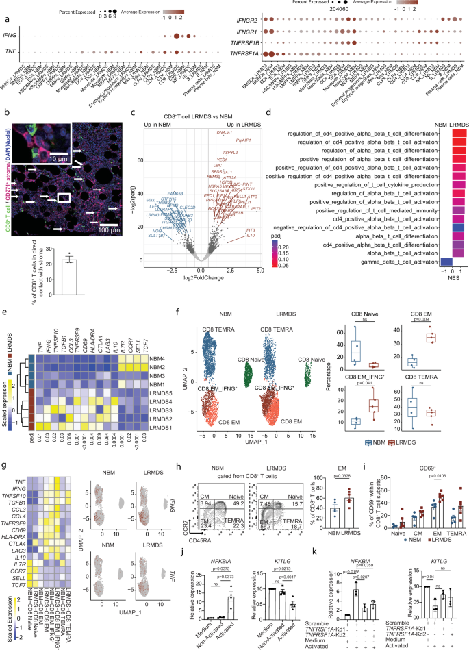 Fig. 4: Identification of IFNG+ EM CD8+ T-cells as a putative driver of the inflammatory remodeling of BMSCs in LR-MDS.