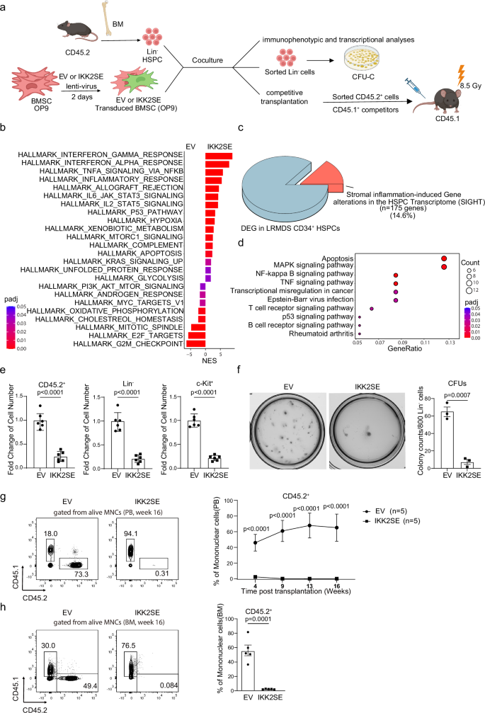 Fig. 6: Stromal inflammation induces inflammatory transcriptional rewiring of normal hematopoietic stem/progenitor cells and attenuates their functional capacity.